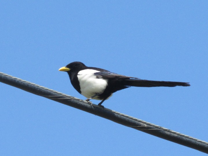 Yellow-billed Magpie